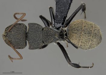Media type: image;   Entomology 539212 Aspect: habitus dorsal view